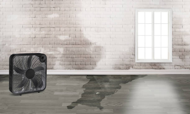 Best Flooded house restoration  in Camden, OH